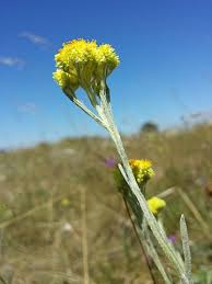 Helichrysum arenarium