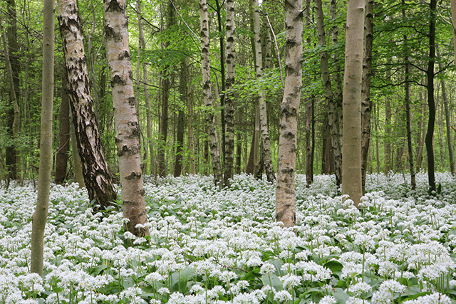 sremus1