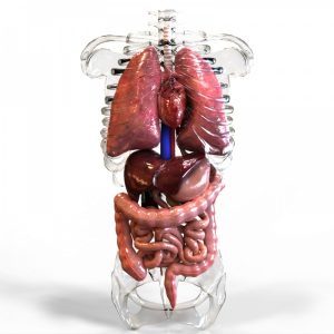 Human Internal Organs