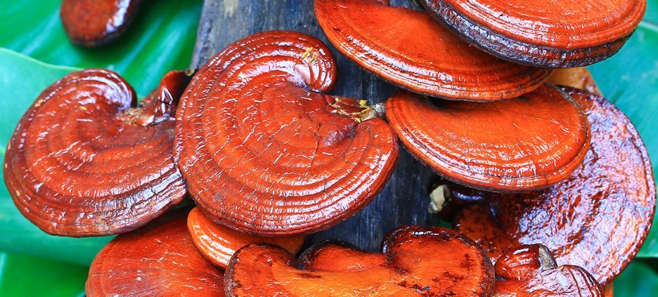 Reishi