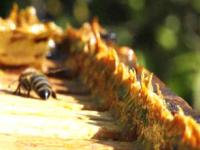 propolis 1