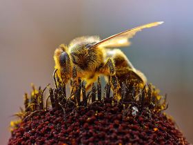 propolis