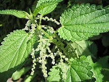 220px-Urtica-dioica(Blueten)