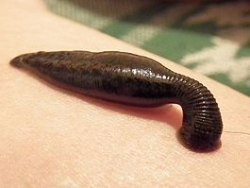 pijavice
