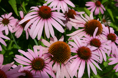 echinacea