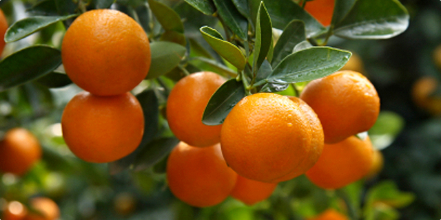 mandarina