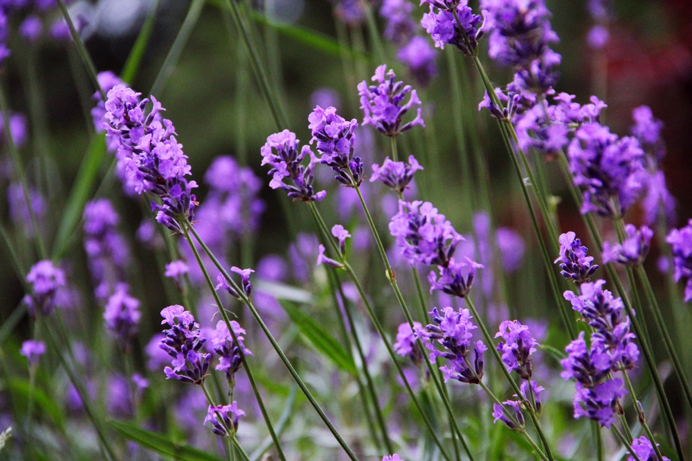 Lavanda